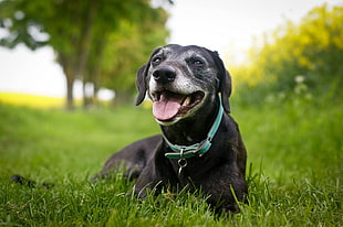 black short-coated dog open mouth tongue out lying on green lawn
